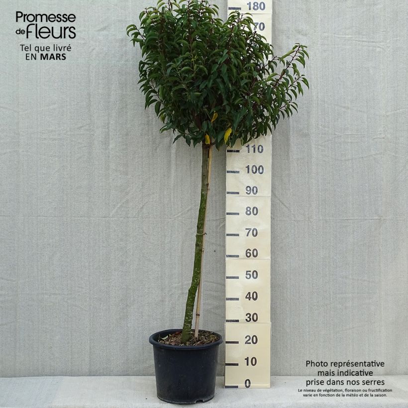 Exemplar von Portugiesische Lorbeerkirsche Myrtifolia - Prunus lusitanica Topf mit 12L/15L, Halbstamm wie im Frühjahr geliefert