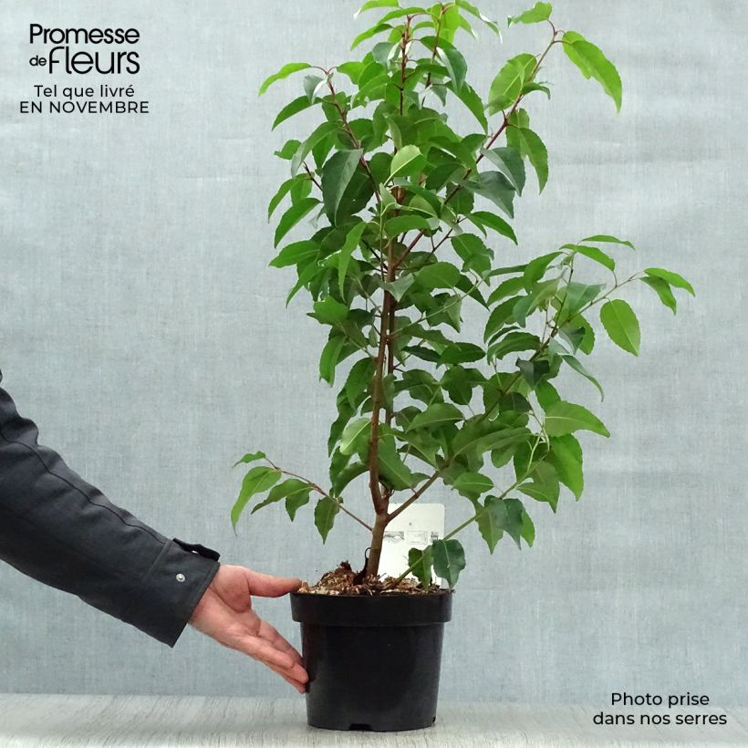 Exemplar von Portugiesische Lorbeerkirsche - Prunus lusitanica Topf mit 3L/4L wie im Herbst geliefert
