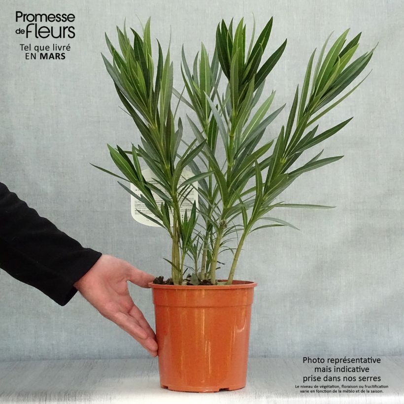 Exemplar von Oleander Alsace - Nerium Topf mit 3L/4L wie im Frühjahr geliefert