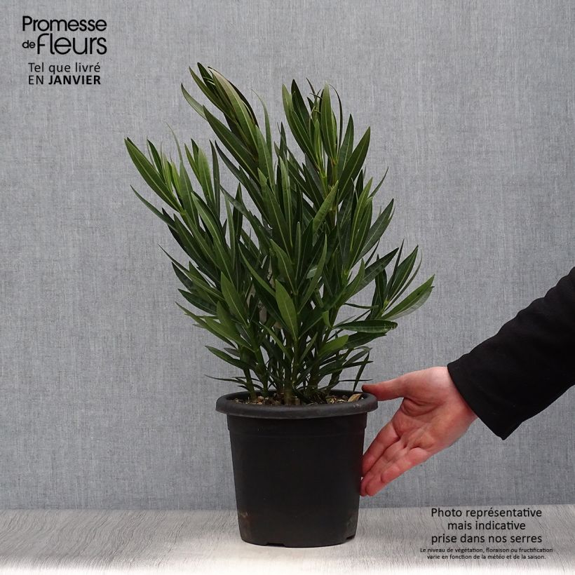 Exemplar von Oleander Angiolo Pucci - Nerium Topf mit 3L/4L wie im Winter geliefert