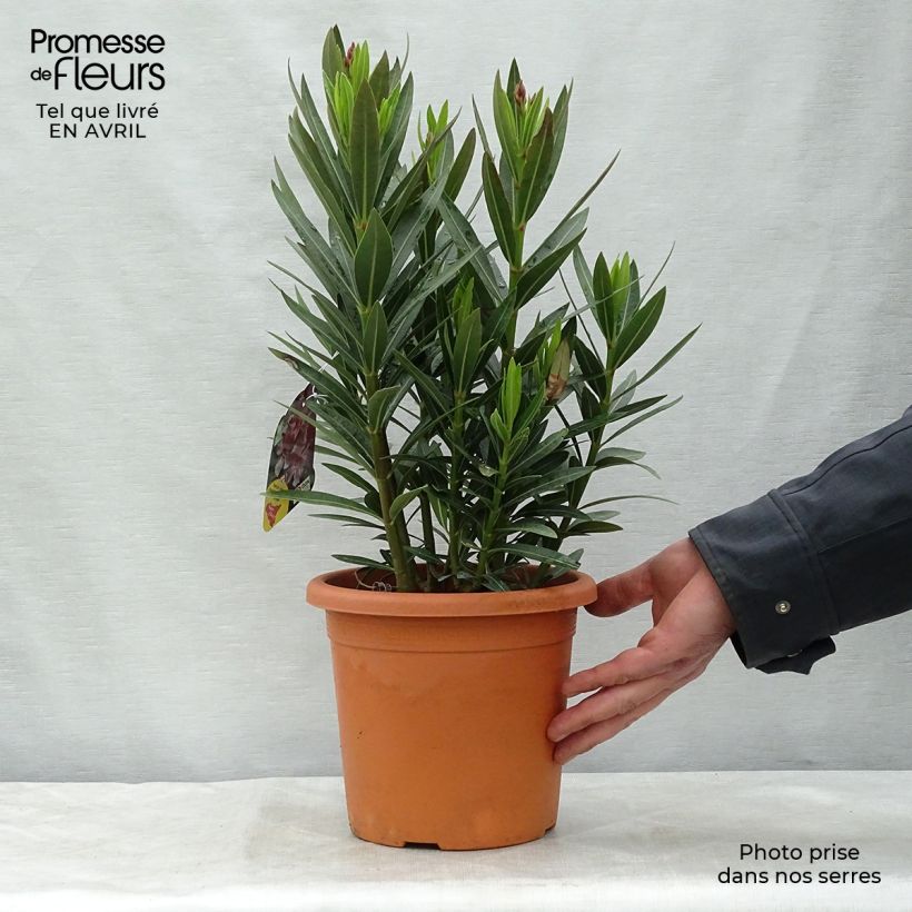 Exemplar von Oleander Emilie - Nerium Topf mit 3L/4L, Strauch wie im Frühjahr geliefert