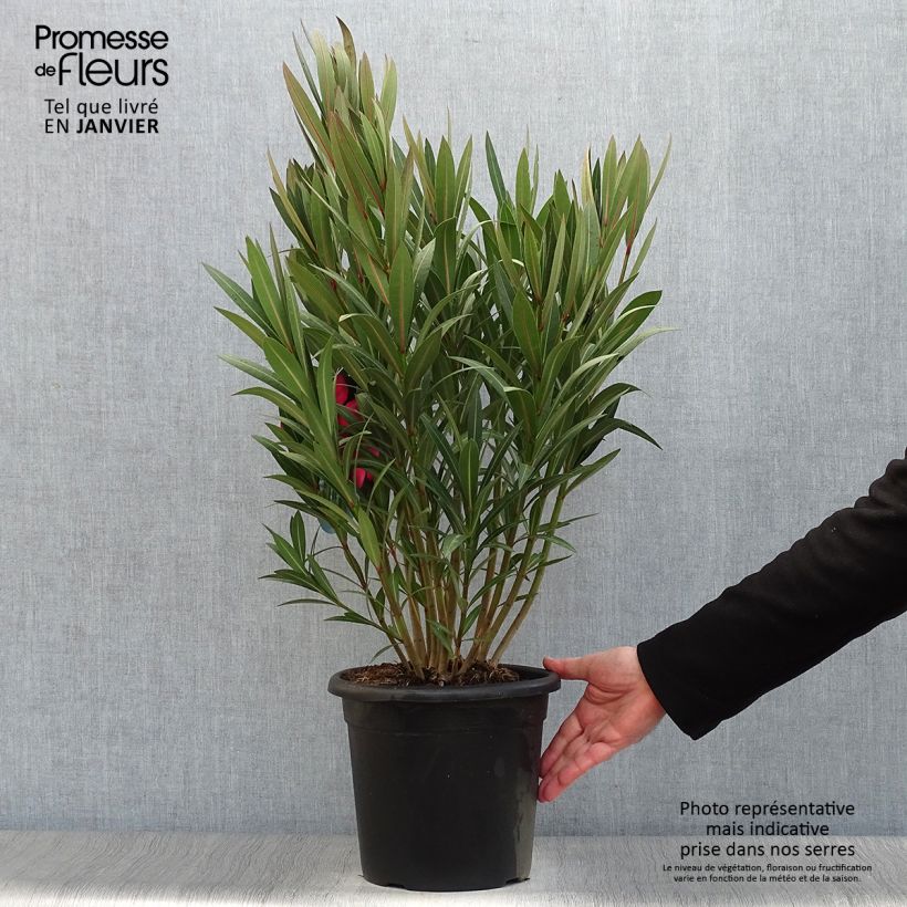 Exemplar von Oleander Italia - Nerium Topf mit 3L/4L wie im Winter geliefert