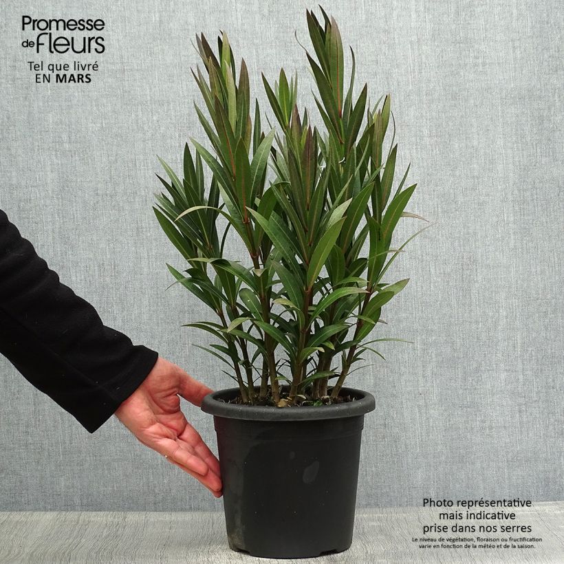 Exemplar von Oleander Italia - Nerium Topf mit 3L/4L, Strauch wie im Frühjahr geliefert