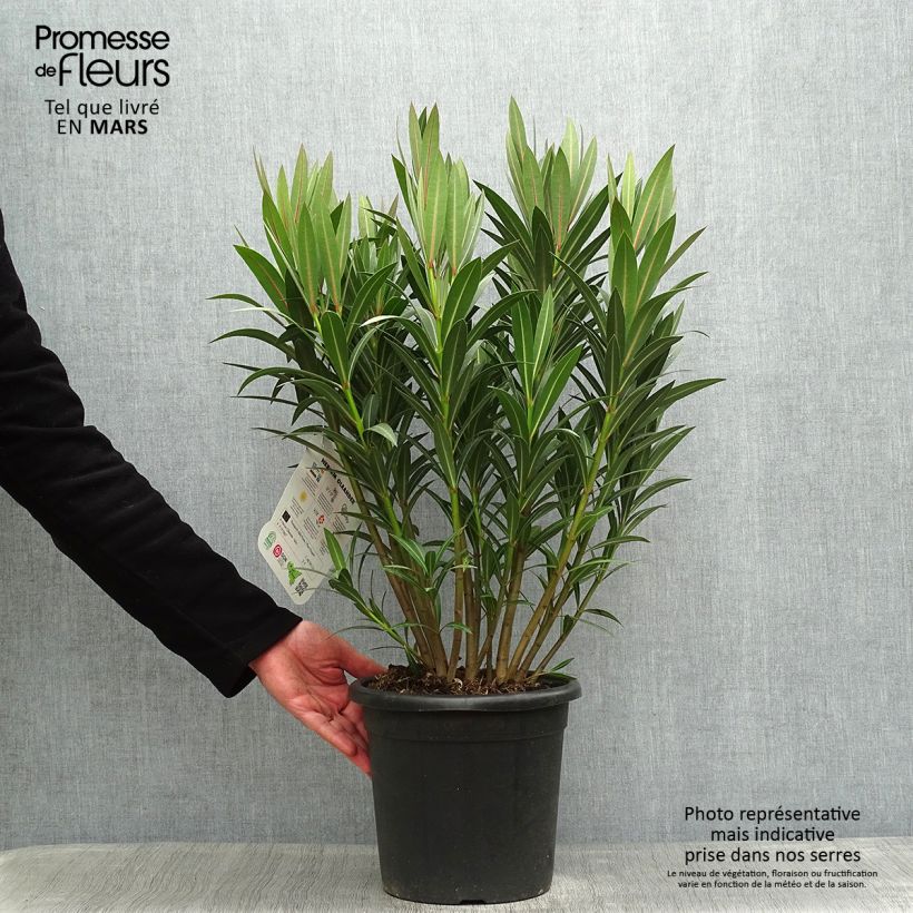 Exemplar von Oleander Italia - Nerium Topf mit 7,5L/10L wie im Frühjahr geliefert