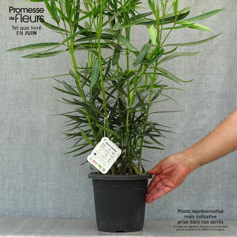 Exemplar von Oleander Luteum Plenum - Nerium Topf mit 3L/4L wie im Sommer geliefert