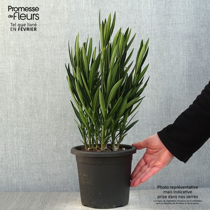 Exemplar von Oleander Luteum Plenum - Nerium Topf mit 3L/4L wie im Winter geliefert