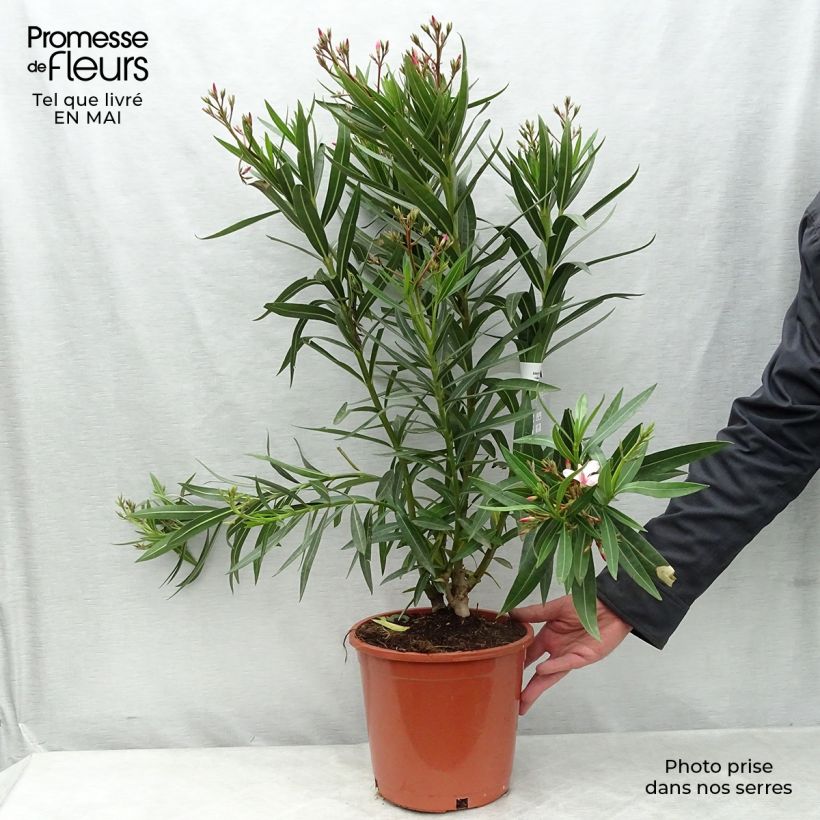 Exemplar von Nerium oleander - Oleander Topf mit 6L/7L wie im Frühjahr geliefert