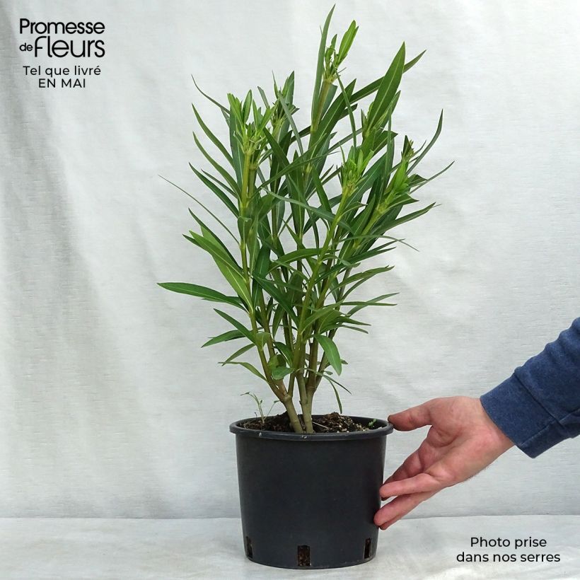 Exemplar von Oleander Weiss - Nerium Topf mit 2L/3L, Strauch wie im Frühjahr geliefert