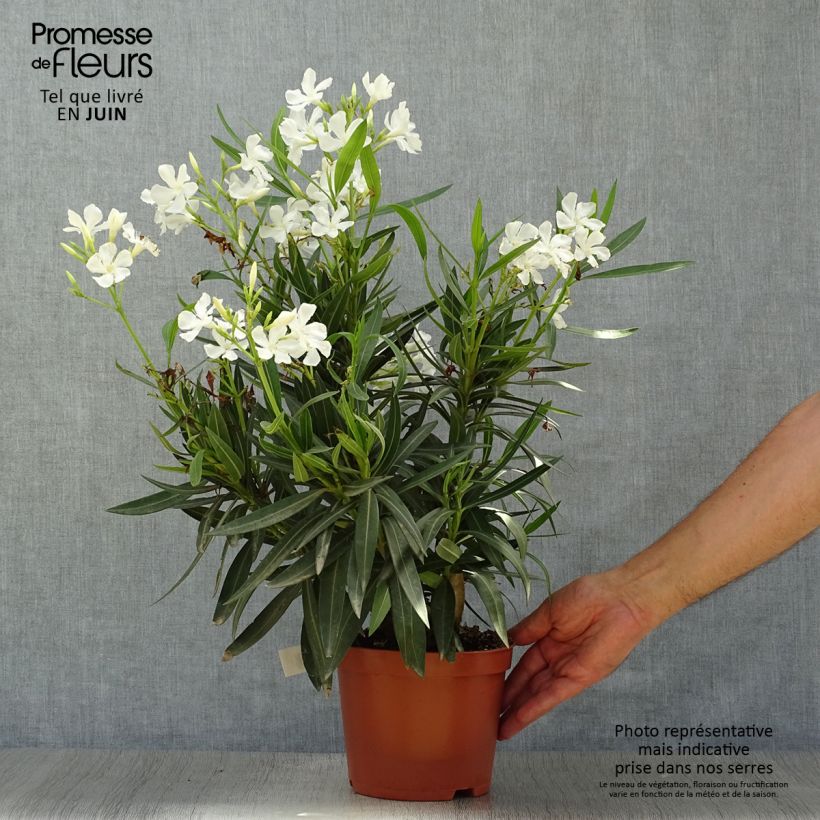 Exemplar von Oleander Weiss - Nerium Topf mit 2L/3L, Strauch wie im Sommer geliefert