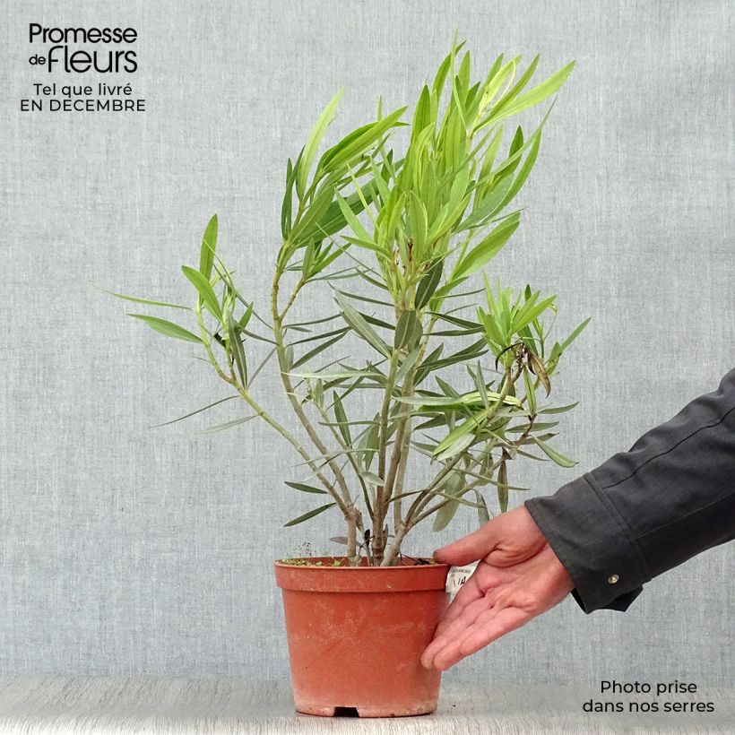 Exemplar von Oleander Yellow - Nerium Topf mit 2L/3L wie im Winter geliefert