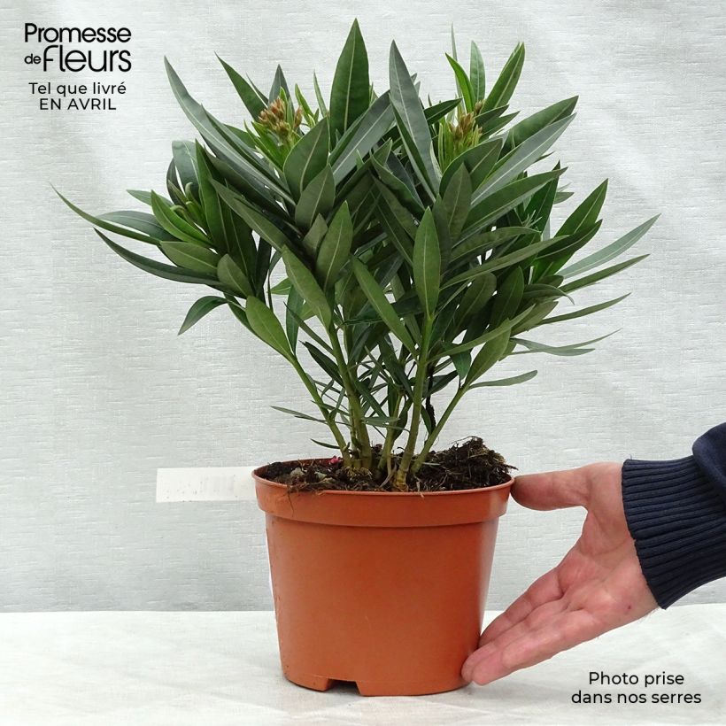 Exemplar von Iris Fashion Statement - Schwertlilie Kleine Töpfe von 8/9 cm wie im Frühjahr geliefert