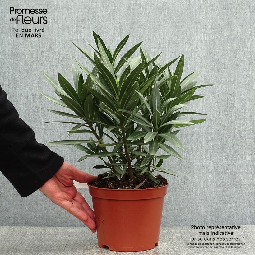 Exemplar von Oleander Double Red - Nerium Topf mit 2L/3L wie im Frühjahr geliefert