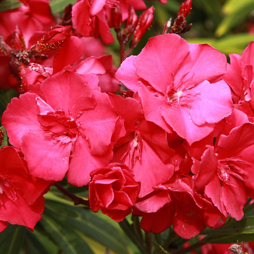 Oleander Double Red - Nerium (Blüte)