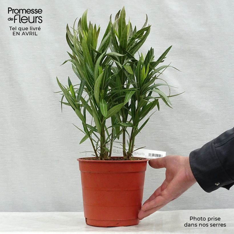 Exemplar von Oleander Simple Red - Nerium Topf mit 2L/3L, Strauch wie im Frühjahr geliefert