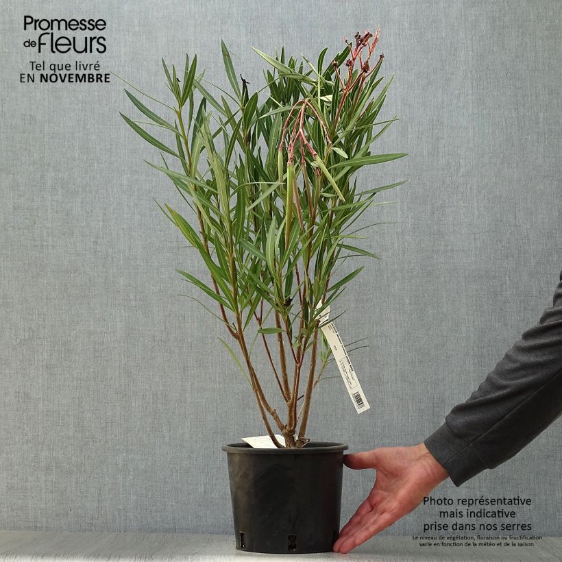 Exemplar von Oleander Saumon - Nerium Topf mit 2L/3L wie im Herbst geliefert