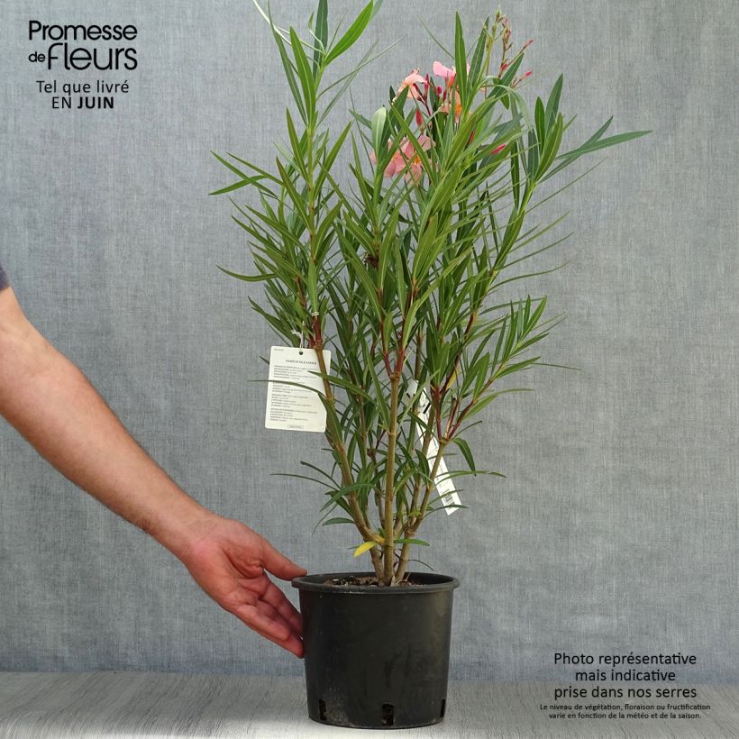 Exemplar von Oleander Saumon - Nerium Topf mit 2L/3L, Strauch wie im Sommer geliefert