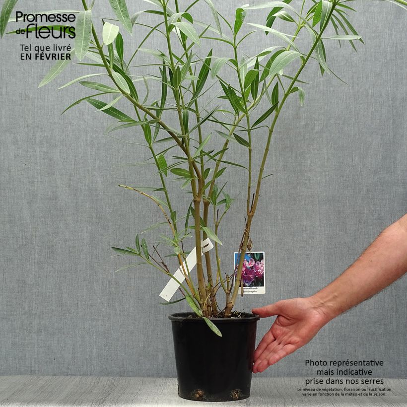 Exemplar von Nerium oleander - Oleander Topf mit 2L/3L wie im Herbst geliefert