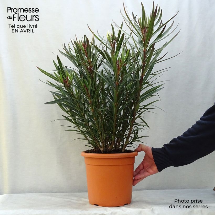 Exemplar von Oleander Papa Gambetta - Nerium Topf mit 2L/3L, Strauch wie im Frühjahr geliefert