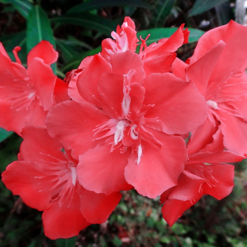 Oleander Scarlet Beauty - Nerium (Blüte)