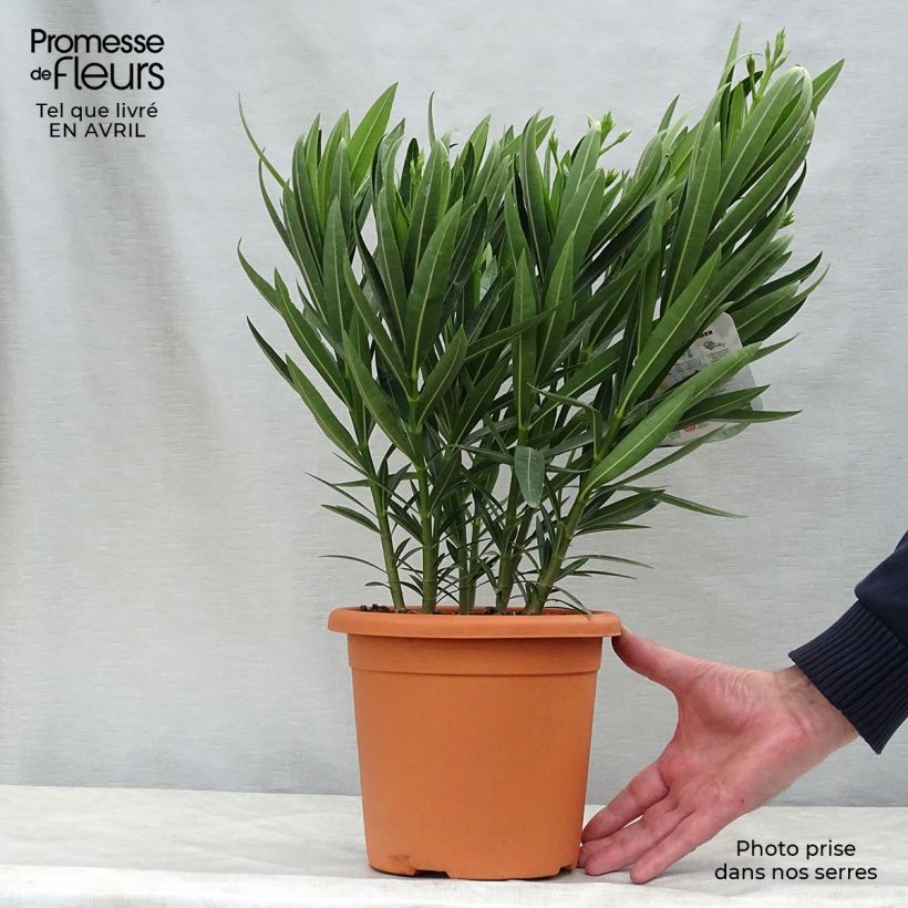 Exemplar von Oleander Soeur Agnes - Nerium Topf mit 3L/4L, Strauch wie im Frühjahr geliefert