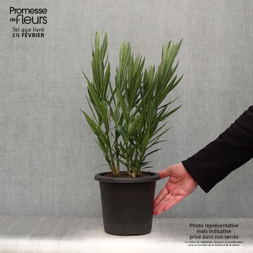 Exemplar von Oleander Soeur Agnes - Nerium Topf mit 3L/4L wie im Winter geliefert