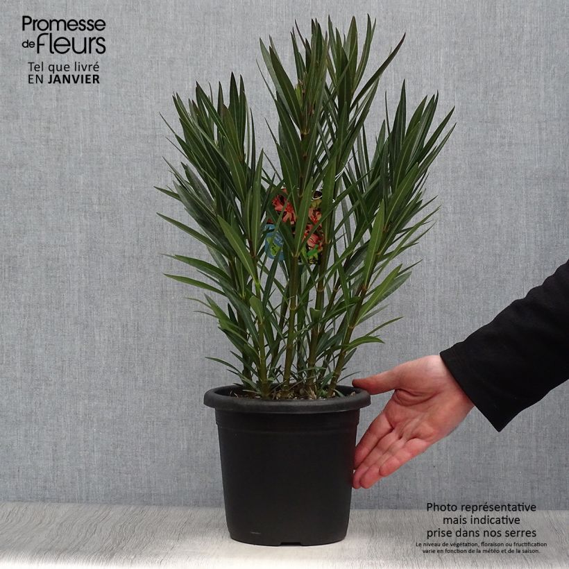 Exemplar von Oleander Soleil Levant - Nerium Topf mit 3L/4L wie im Winter geliefert