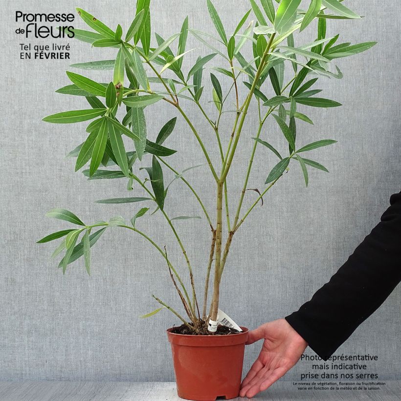 Exemplar von Oleander Roseum Plenum - Nerium Topf mit 2L/3L wie im Herbst geliefert