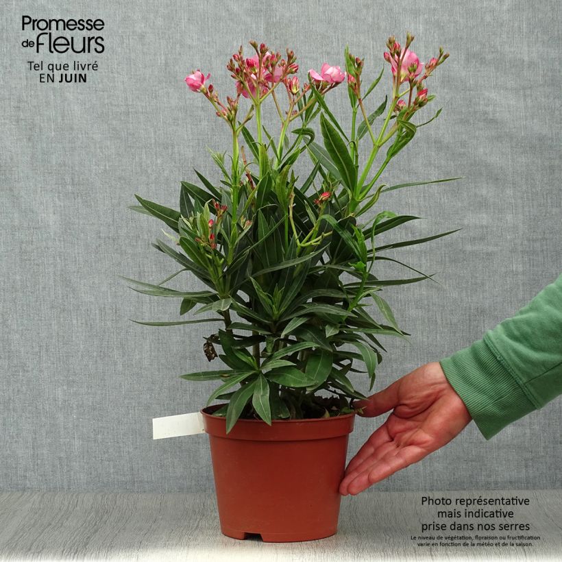 Exemplar von Oleander Roseum Plenum - Nerium Topf mit 2L/3L, Strauch wie im Sommer geliefert
