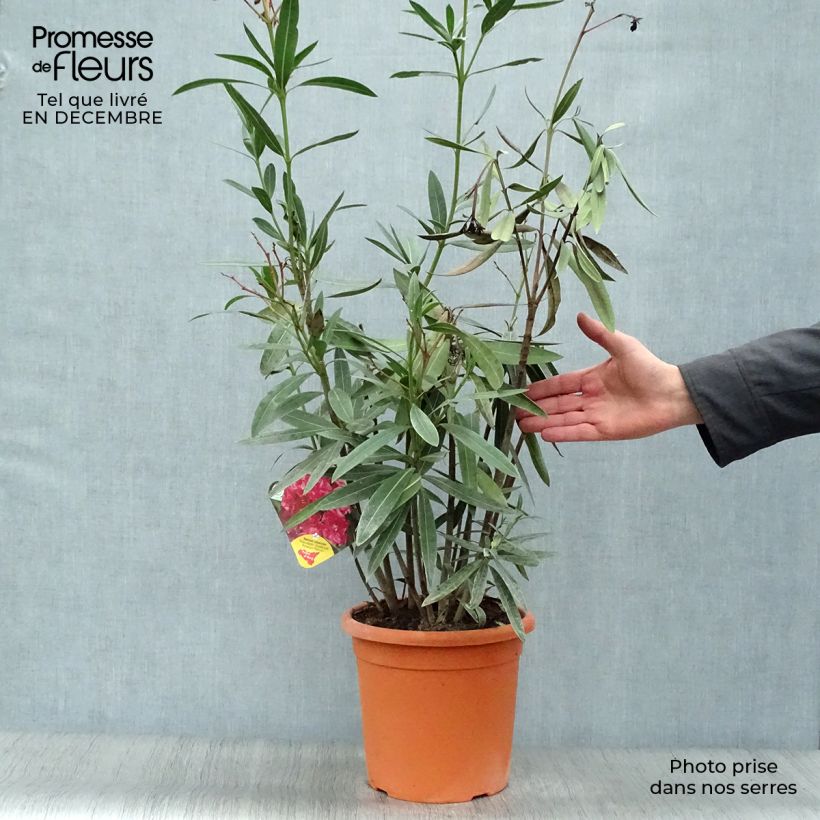 Exemplar von Oleander Roseum Plenum - Nerium Topf mit 7,5L/10L wie im Winter geliefert