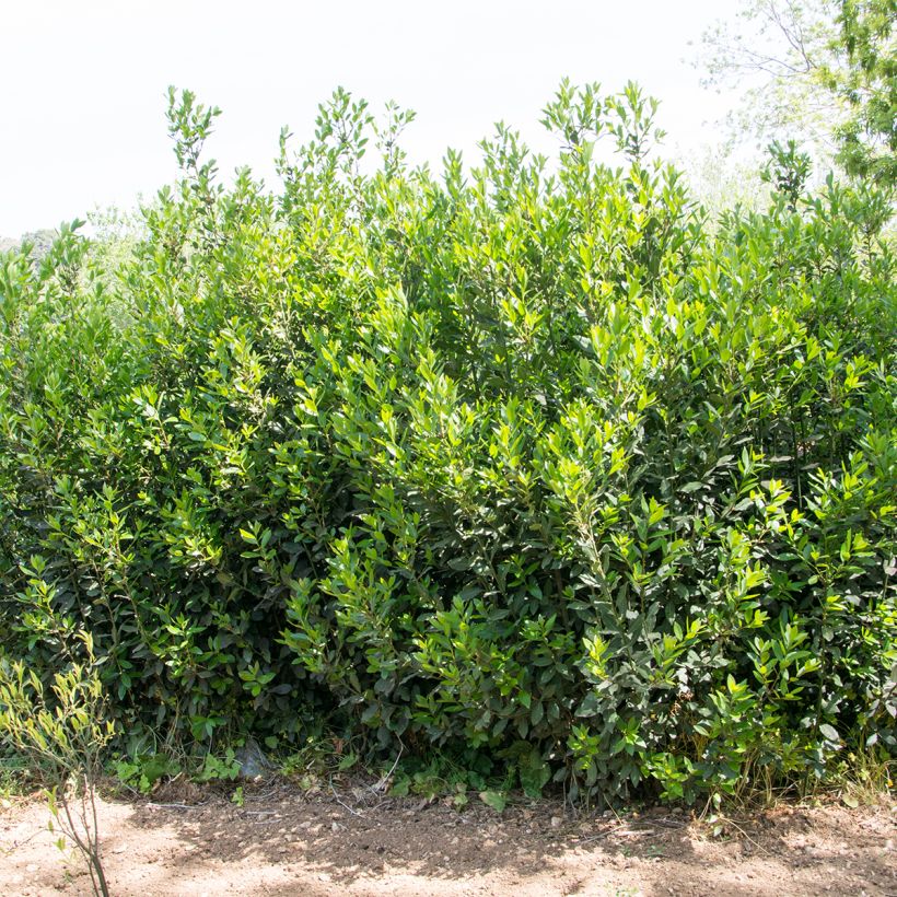 Echter Lorbeerstrauch De Jerusalem - Laurus nobilis (Hafen)