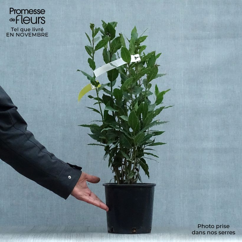 Exemplar von Echter Lorbeer - Laurus nobilis Topf mit 2L/3L wie im Herbst geliefert