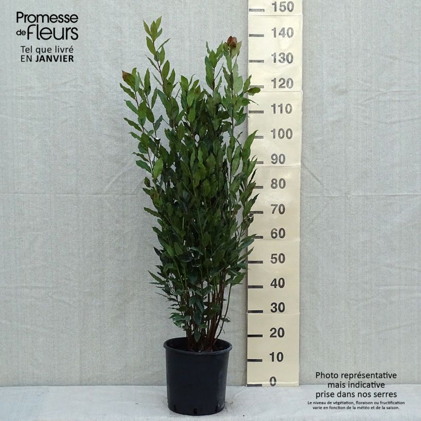 Exemplar von Echter Lorbeer - Laurus nobilis Topf mit 7,5L/10L wie im Winter geliefert