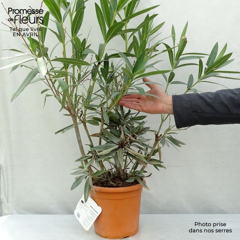 Exemplar von Oleander Roseum Plenum - Nerium Topf mit 2L/3L wie im Frühjahr geliefert