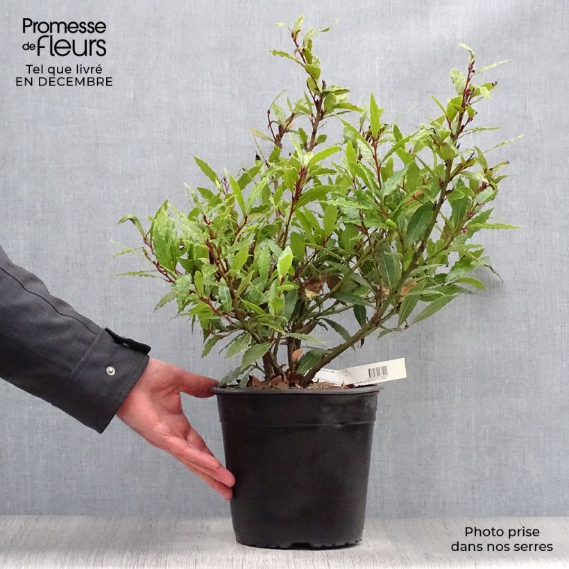 Exemplar von Echter Lorbeerstrauch Little Ragu - Laurus nobilis Topf mit 4L/5L wie im Winter geliefert
