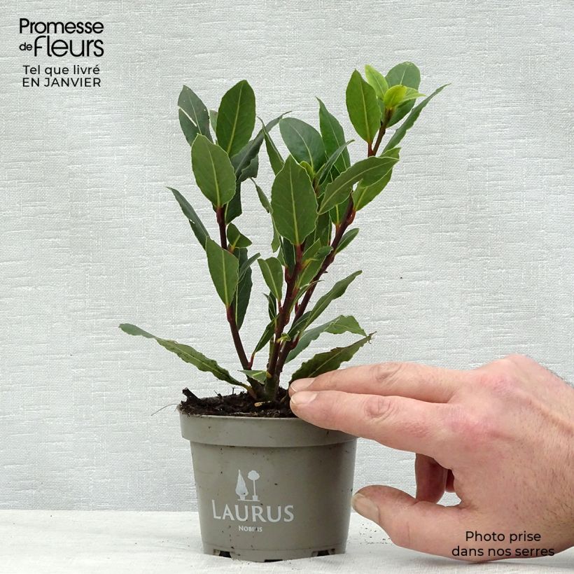 Exemplar von Echter Lorbeer - Laurus nobilis Topf 10 cm/11cm wie im Winter geliefert