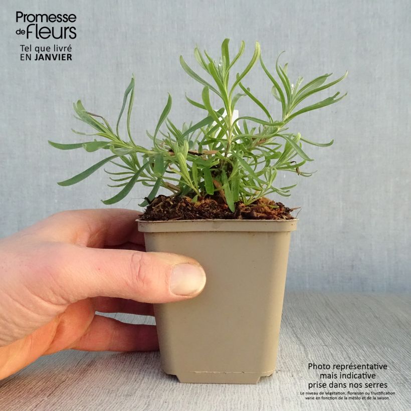 Exemplar von Lavandula angustifolia Arctic Snow - Echter Lavendel Kleine Töpfe von 8/9 cm wie im Winter geliefert