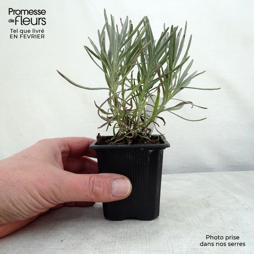 Exemplar von Lavandula intermedia Phenomenal 'Niko - Provence-Lavendel Kleine Töpfe von 8/9 cm wie im Winter geliefert