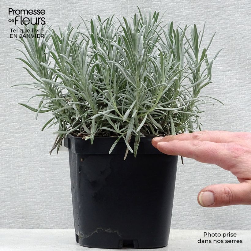 Exemplar von Lavandula intermedia Phenomenal 'Niko - Provence-Lavendel Topf mit 2L/3L wie im Winter geliefert