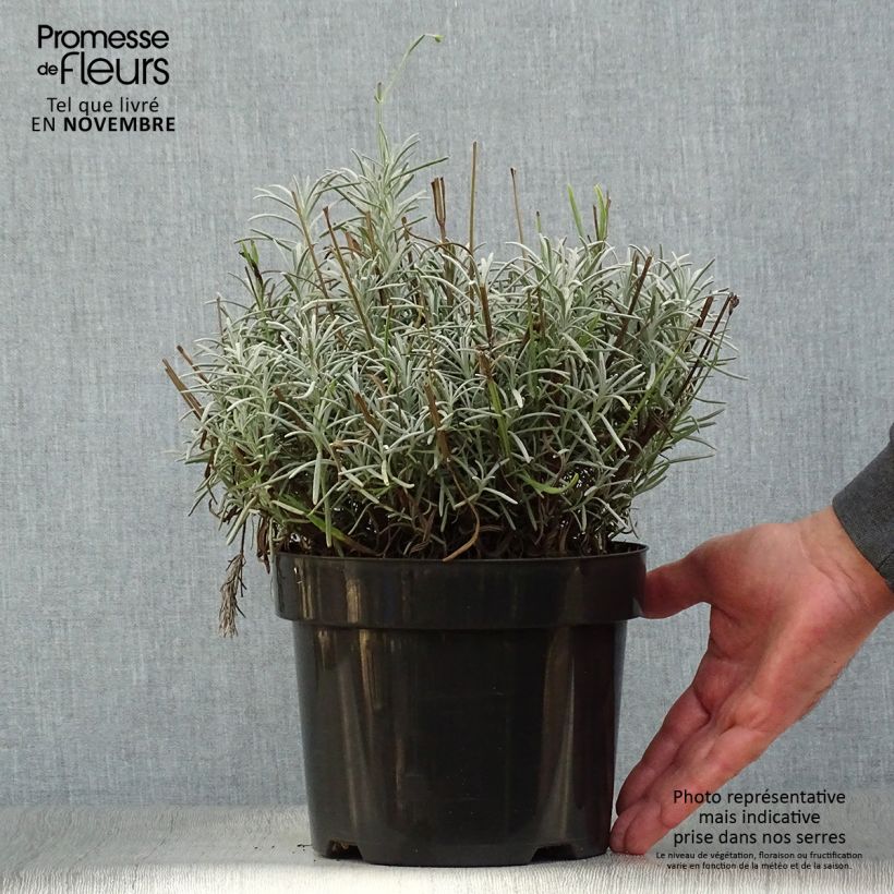 Exemplar von Lavandula intermedia Phenomenal 'Niko - Provence-Lavendel Topf mit 2L/3L wie im Herbst geliefert