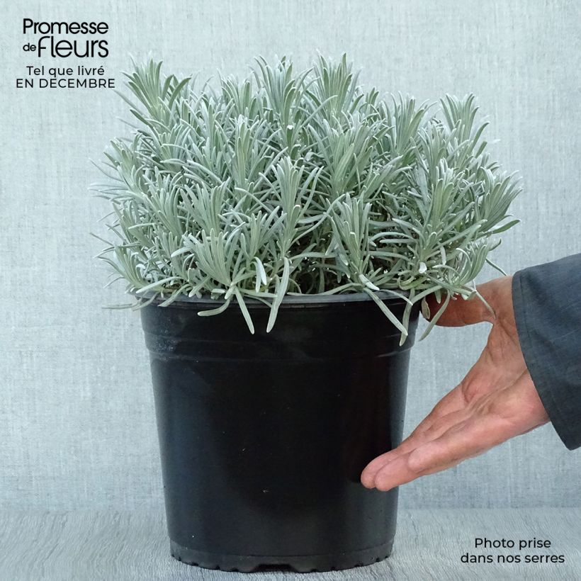 Exemplar von Lavandula intermedia Phenomenal 'Niko - Provence-Lavendel Topf mit 4L/5L wie im Winter geliefert