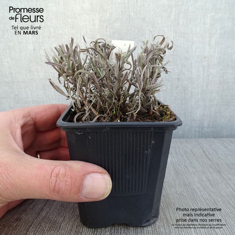 Exemplar von Lavandula intermedia Platinum Blonde - Provence-Lavendel Kleine Töpfe von 8/9 cm wie im Winter geliefert