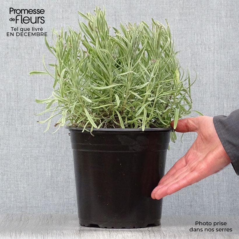 Exemplar von Lavandula intermedia Platinum Blonde - Provence-Lavendel Topf mit 4L/5L wie im Winter geliefert