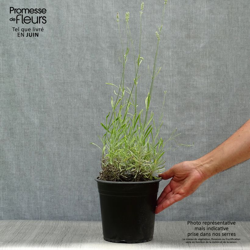 Exemplar von Lavandula intermedia Platinum Blonde - Provence-Lavendel Topf mit 4L/5L wie im Sommer geliefert