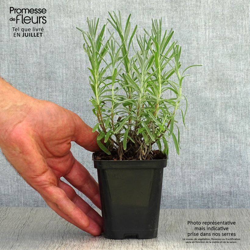 Exemplar von Lavandula Richard Gray - Lavendel Kleine Töpfe von 8/9 cm wie im Sommer geliefert