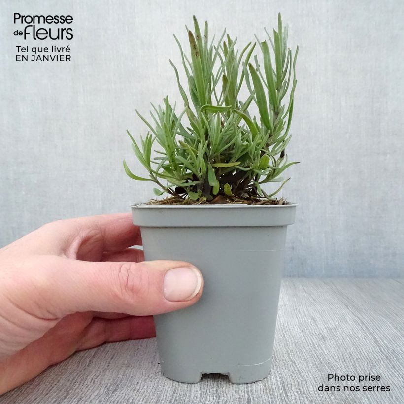 Exemplar von Lavandula Richard Gray - Lavendel Kleine Töpfe von 8/9 cm wie im Winter geliefert