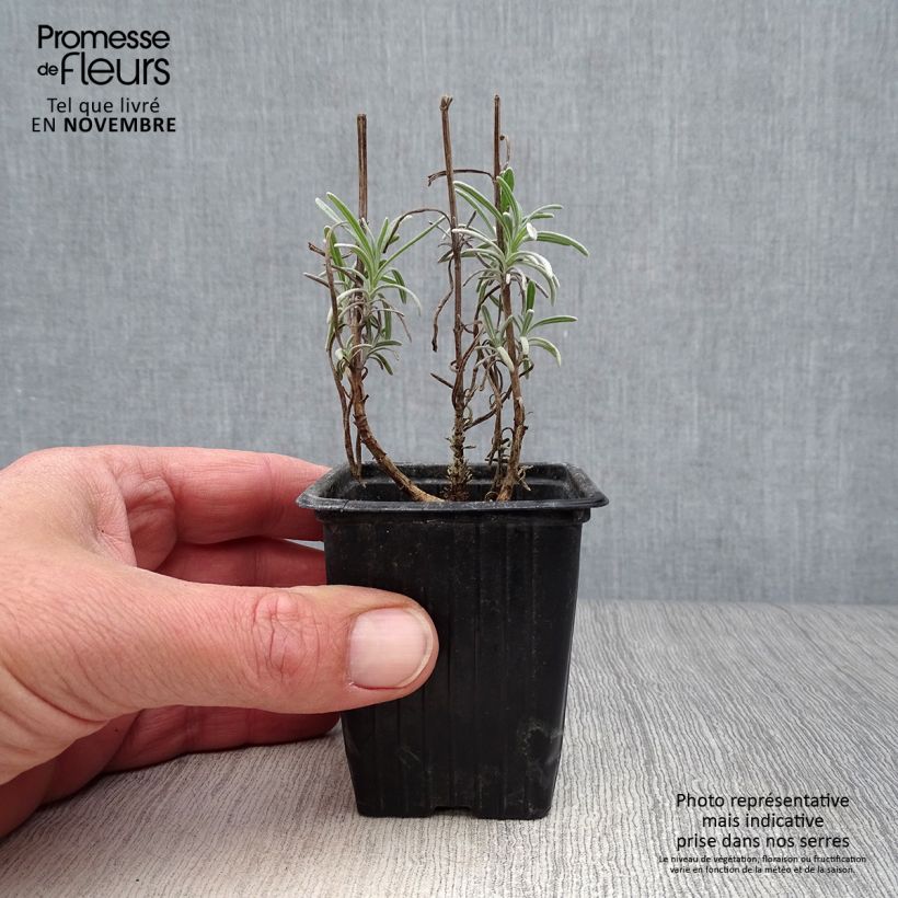 Exemplar von Echter Lavendel - Lavandula officinalis Kleine Töpfe von 7/8 cm wie im Herbst geliefert