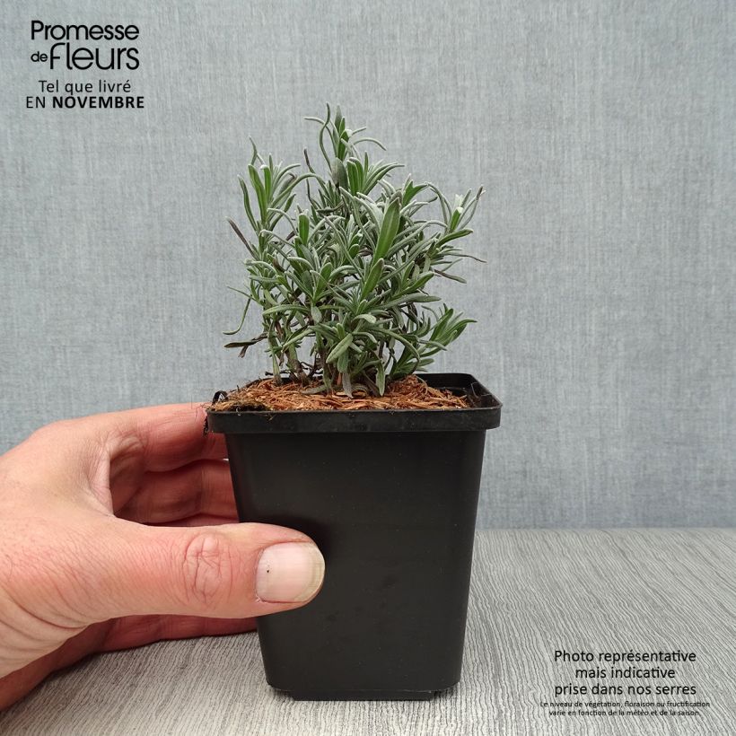 Exemplar von Lavandula angustifolia Munstead - Echter Lavendel Kleine Töpfe von 8/9 cm wie im Herbst geliefert