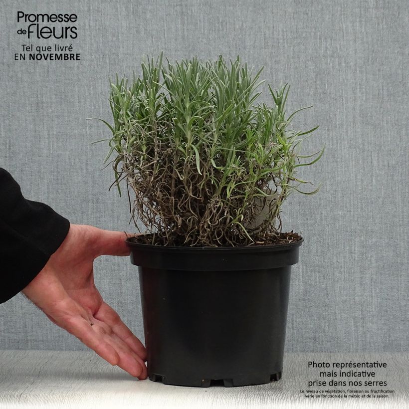 Exemplar von Lavandula angustifolia Munstead - Echter Lavendel Topf mit 2L/3L wie im Herbst geliefert