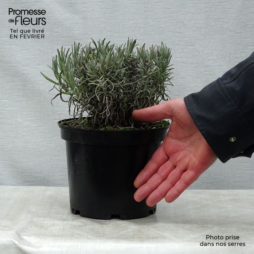 Exemplar von Lavandula angustifolia Munstead - Echter Lavendel Topf mit 2L/3L wie im Winter geliefert