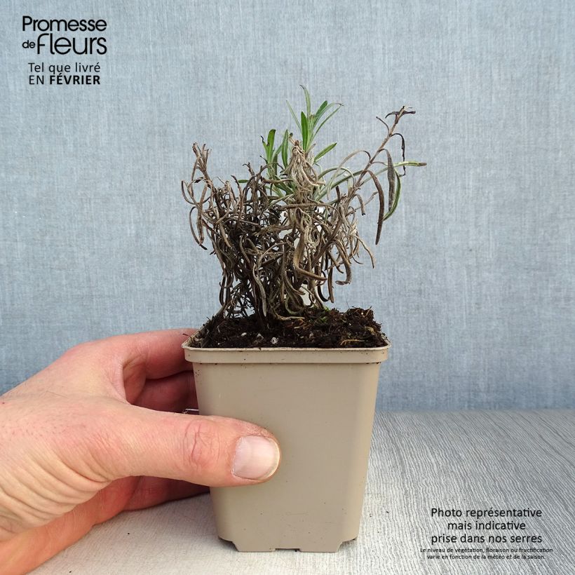 Exemplar von Lavandula angustifolia Silbermöwe - Echter Lavendel Kleine Töpfe von 8/9 cm wie im Winter geliefert